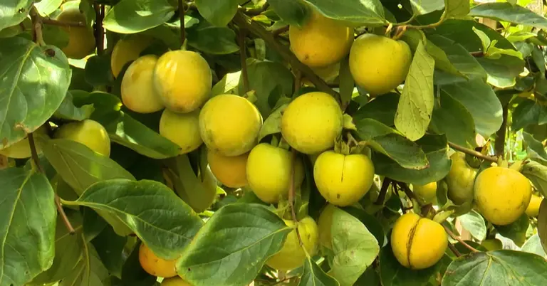 পার্সিমন ফল